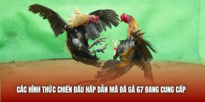 Các hình thức chiến đấu hấp dẫn mà đá gà 67 đang cung cấp 