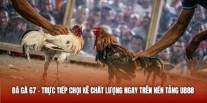 Đá Gà 67 - Trực Tiếp Chọi Kê Chất Lượng Ngay Trên Nền Tảng U888