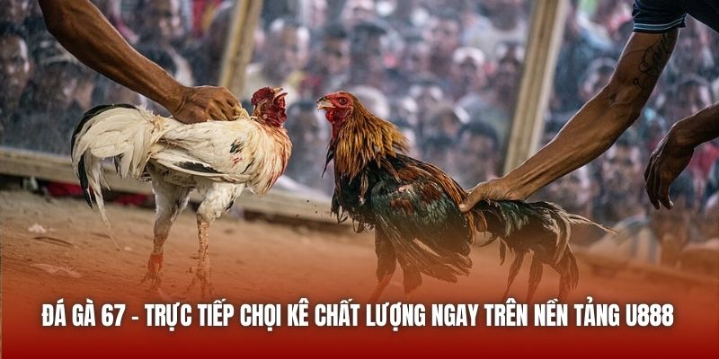 Đá Gà 67 - Trực Tiếp Chọi Kê Chất Lượng Ngay Trên Nền Tảng U888