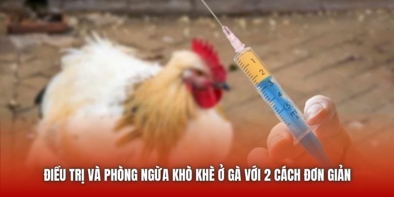 Điều trị và phòng ngừa khò khè ở gà với 2 cách đơn giản