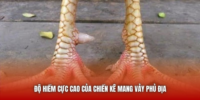 Độ hiếm cực cao của chiến kê mang vảy phủ địa