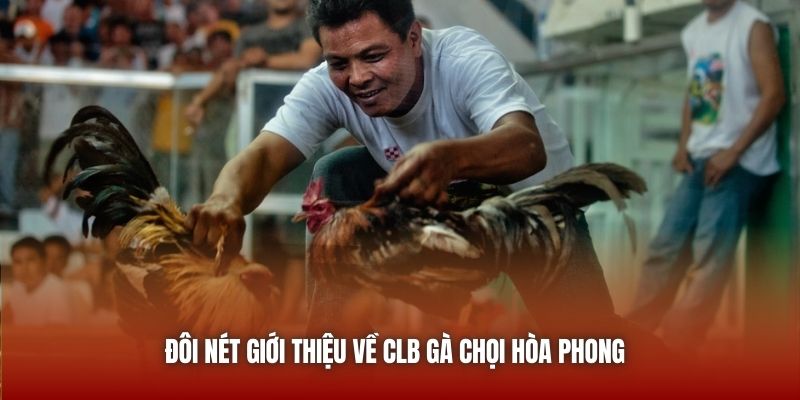 Đôi nét giới thiệu về CLB gà chọi Hòa Phong 