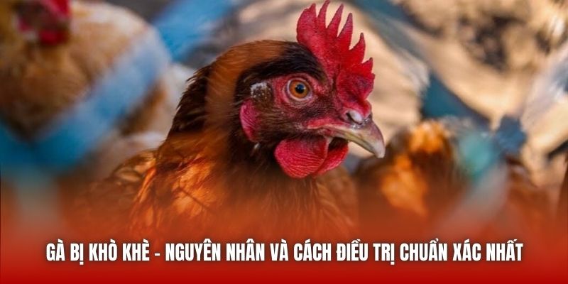 Gà Bị Khò Khè - Nguyên Nhân Và Cách Điều Trị Chuẩn Xác Nhất