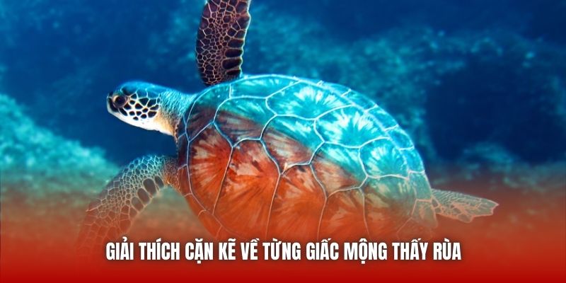 Nằm Mơ Thấy Rùa - Luận Giải Cụ Thể, Chuẩn Xác Từ Chuyên Gia Giải thích cặn kẽ về từng giấc mộng thấy rùa