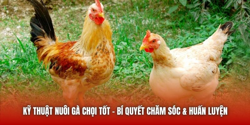 Kỹ Thuật Nuôi Gà Chọi Tốt - Bí Quyết Chăm Sóc & Huấn Luyện