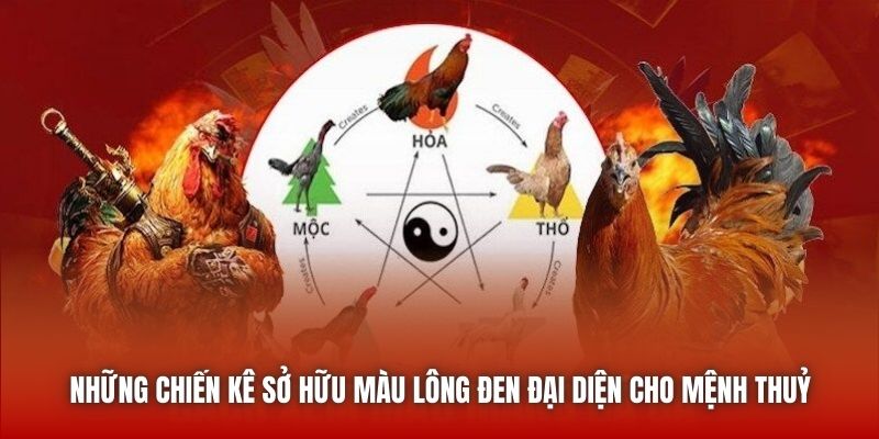 Những chiến kê sở hữu màu lông đen đại diện cho mệnh Thuỷ