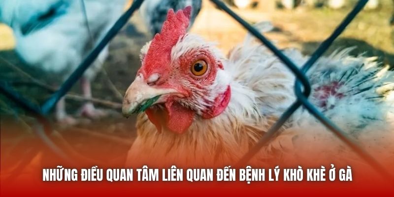 Những điều quan tâm liên quan đến bệnh lý khò khè ở gà