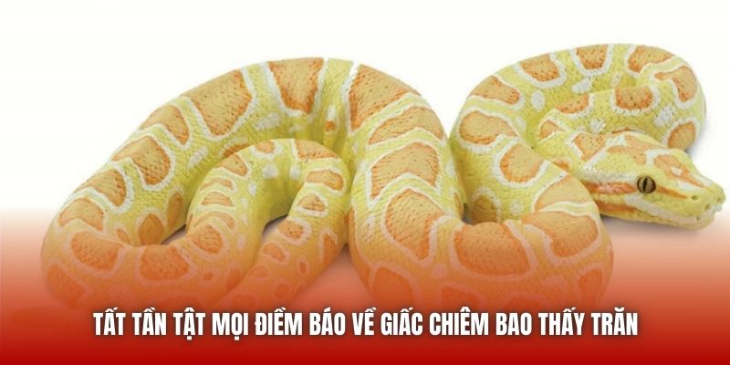 Nằm Mơ Thấy Trăn - Luận Giải Giấc Chiêm Bao Chuẩn Từ U888 Tất tần tật mọi điềm báo về giấc chiêm bao thấy trăn
