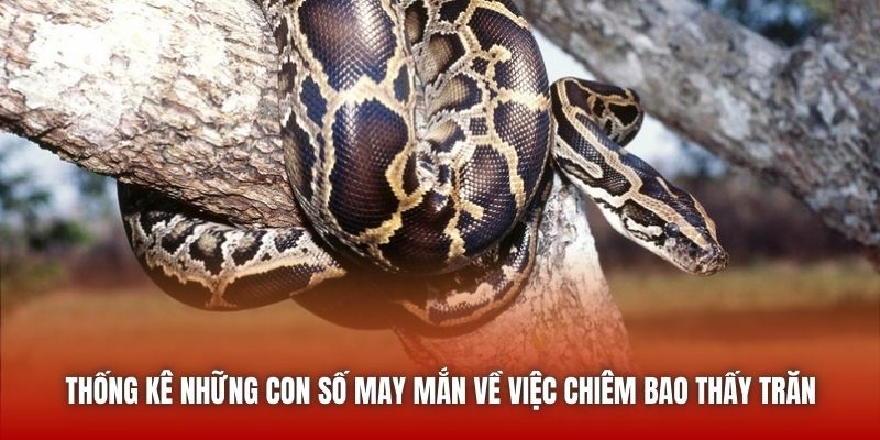 Nằm Mơ Thấy Trăn - Luận Giải Giấc Chiêm Bao Chuẩn Từ U888 Thống kê những con số may mắn về việc chiêm bao thấy trăn