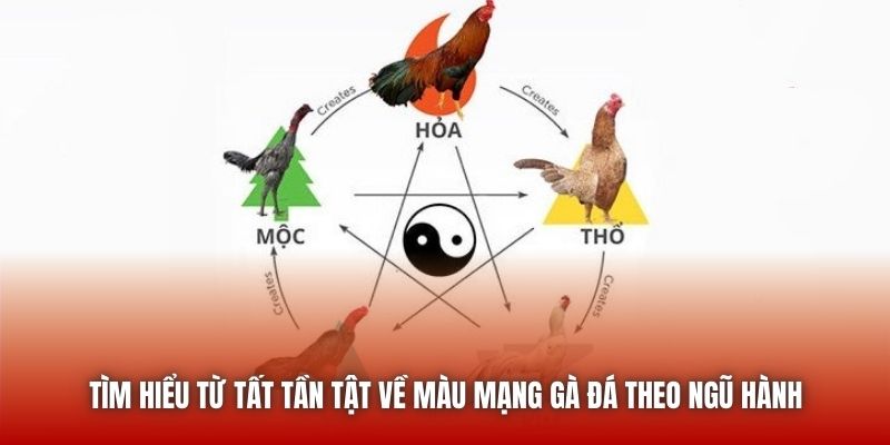 Tìm hiểu từ tất tần tật về màu mạng gà đá theo ngũ hành