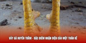 Vảy Gà Huyền Trâm - Đặc Điểm Nhận Diện Của Một Thần Kê