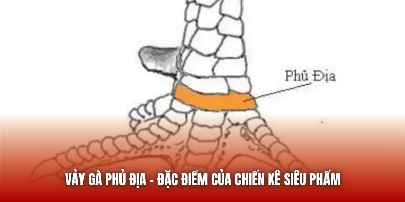 Vảy gà phủ địa - Đặc điểm của chiến kê siêu phẩm