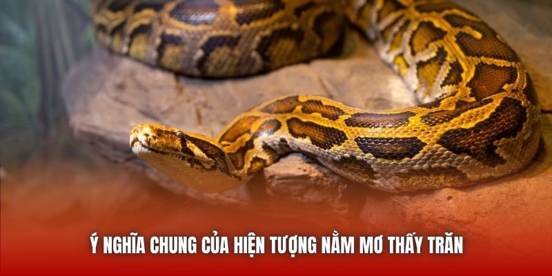 Nằm Mơ Thấy Trăn - Luận Giải Giấc Chiêm Bao Chuẩn Từ U888 Ý nghĩa chung của hiện tượng nằm mơ thấy trăn
