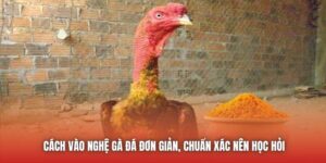 Cách Vào Nghệ Gà Đá Đơn Giản, Chuẩn Xác Nên Học Hỏi