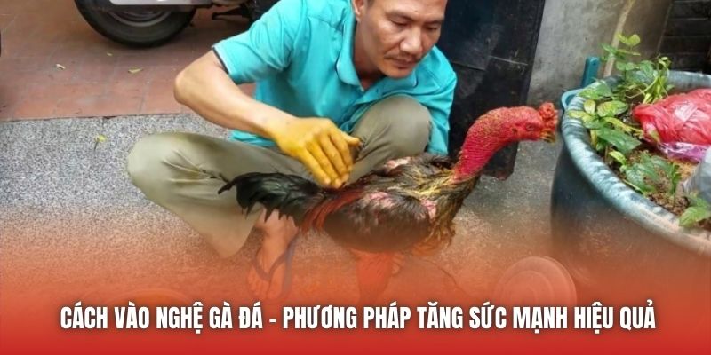 Cách vào nghệ gà đá - phương pháp tăng sức mạnh hiệu quả