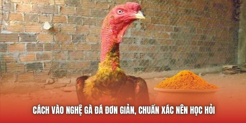 Cách Vào Nghệ Gà Đá Đơn Giản, Chuẩn Xác Nên Học Hỏi