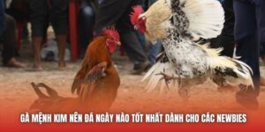 Gà Mệnh Kim Nên Đá Ngày Nào Tốt Nhất Dành Cho Các Newbies